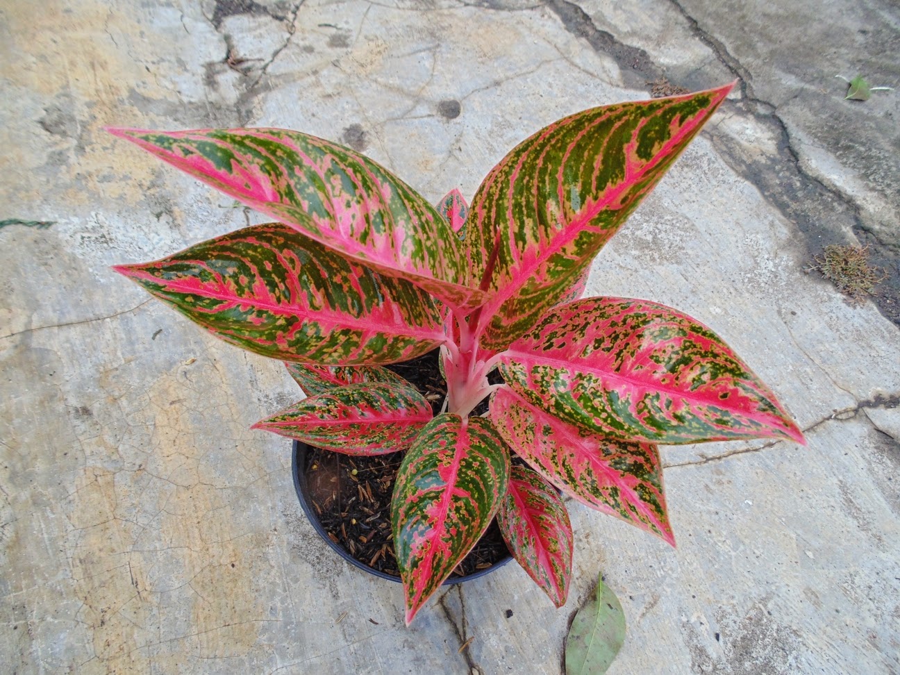 аглаонема мисс джульетта. аглаонема маранта. аглаонема ванилла. аглаонема зебра. аглаонема tongnoppakul.