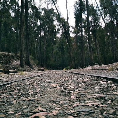 bosque de eucaliptos observado desde el nivel del suelo, en el mismo, vías abandonadas del tren