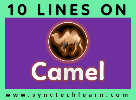 short essay on camel