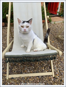Smooch in the vintage deck chair ©BionicBasil® The Pet Parade 360