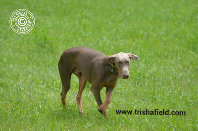 Fawn Doberman with natural ears