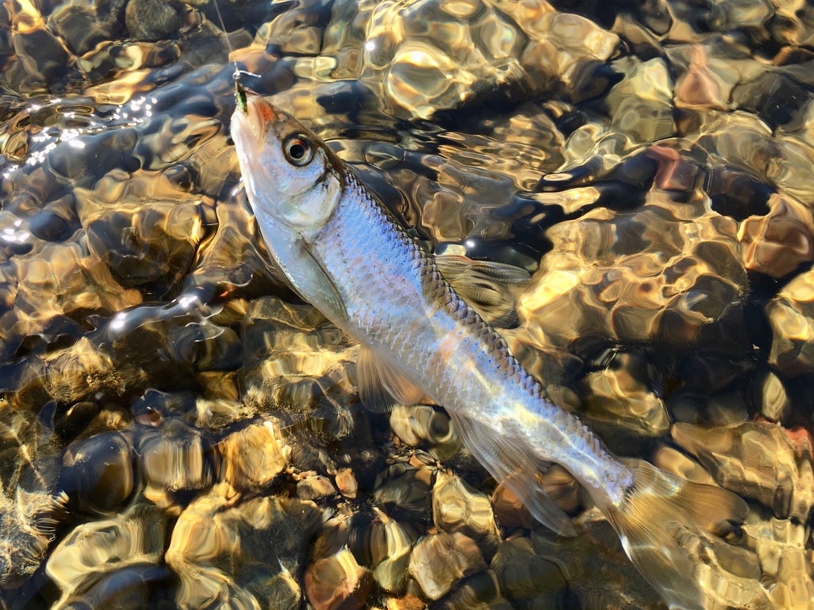 小畔川のオイカワは まだまだ釣れます 良型は イワシ 名栗川の釣り 里川のテンカラ釣り Tenkaratrain