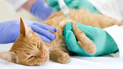 Uticaj vakcine na onkološke bolesti mačaka