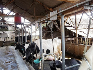 gambar peternakan sapi gambar peternakan sapi
