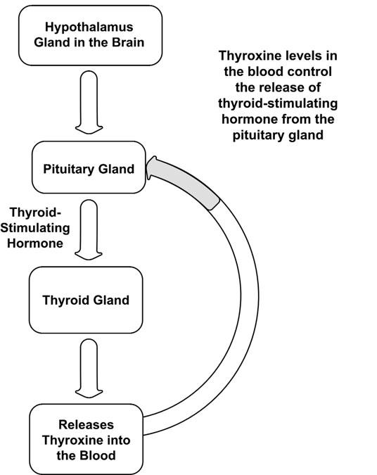 Health Tooty Fruity IODIDE IN THYROID HORMONES