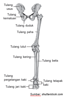 Sistem Gerak Pada Manusia Alat Gerak Pasif Dan Alat Gerak Aktif