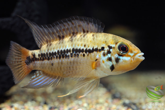 Apistogramma sp. D18 / cf. alacrina