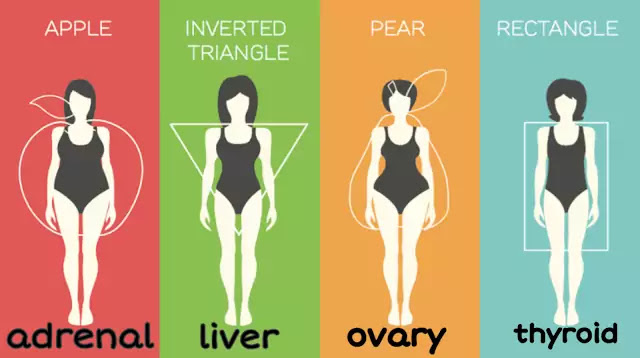 Hormonal body types