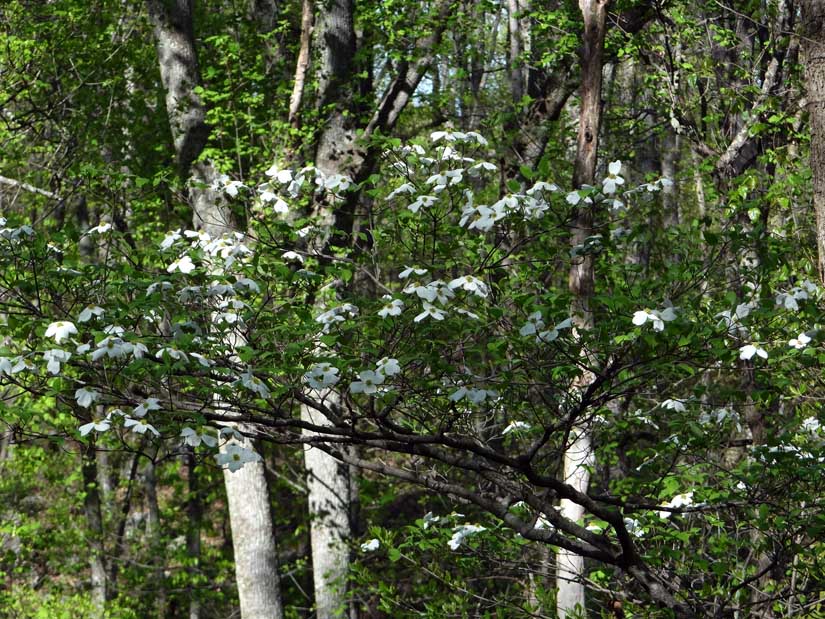 Reflections From the Fence Horse Cave and Sand Cave, Mammoth Caves