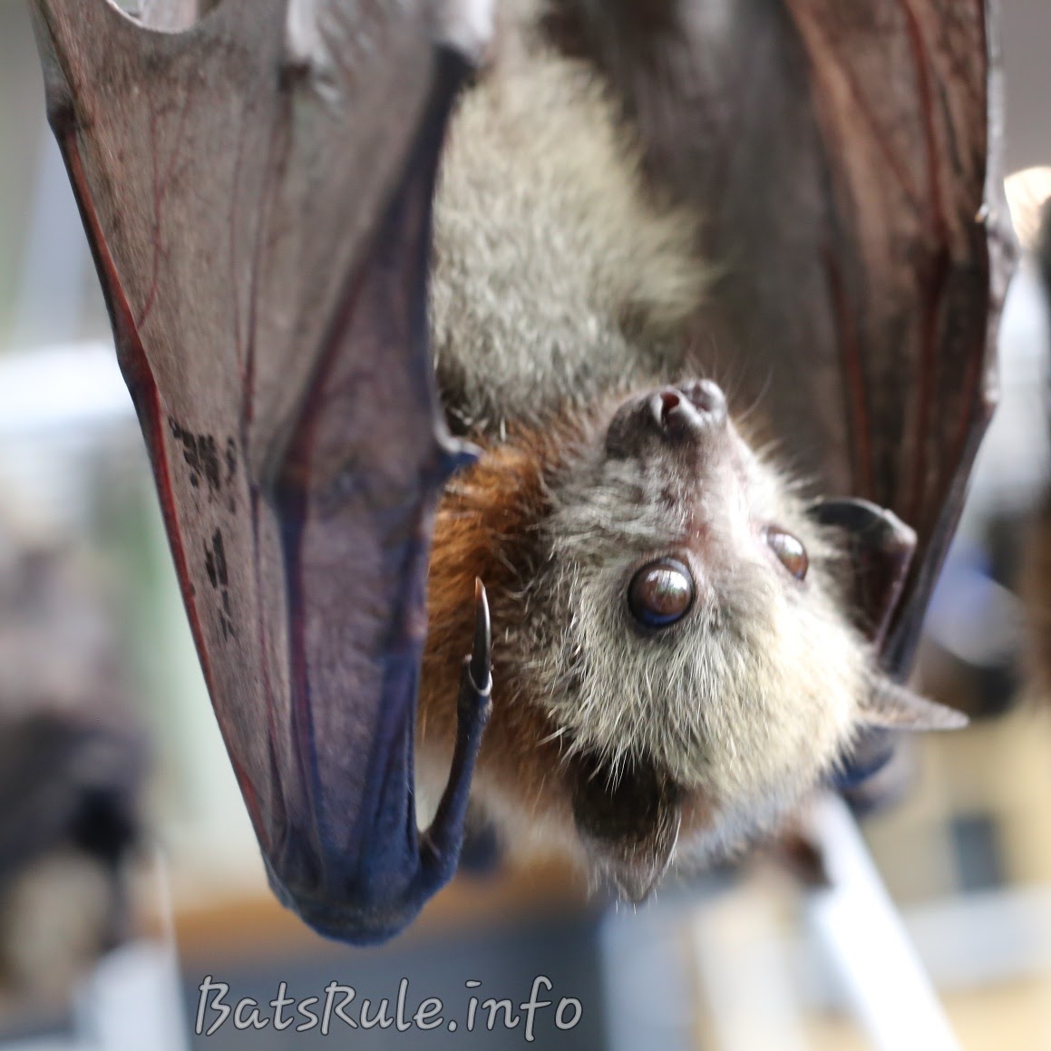 Megabat pics 2017 Flying Foxes Fruit bats