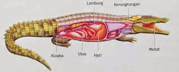 Sistem Pencernaan pada  Reptil 