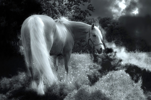 Hermoso caballo blanco en un paisaje de ensueño.