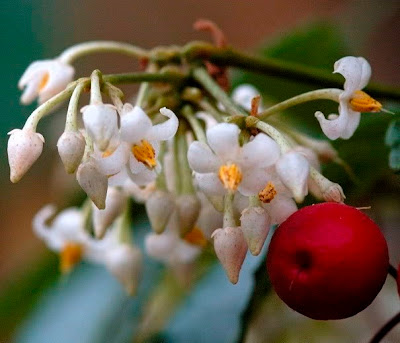 ARDISIA CRENATA; CAFÉ DE JARDIM; JARDINAGEM; PLANTAS EM VASOS; PLANTAS COM FRUTOS VERMELHOS