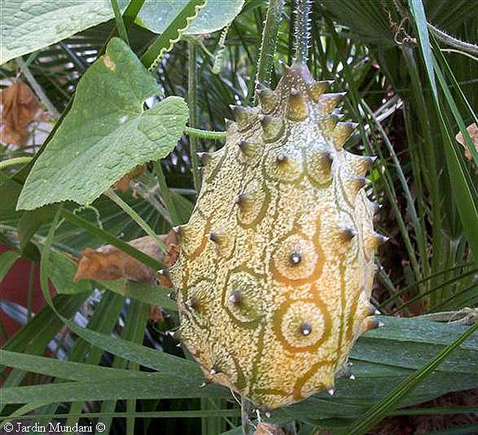Kiwano Tree
