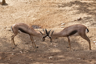 Speke's gazelle