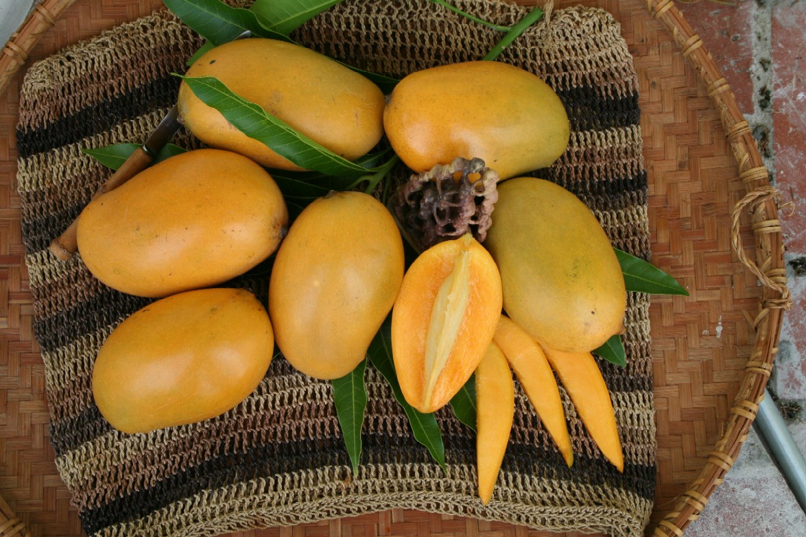 10 Popular Indian Mango Varieties