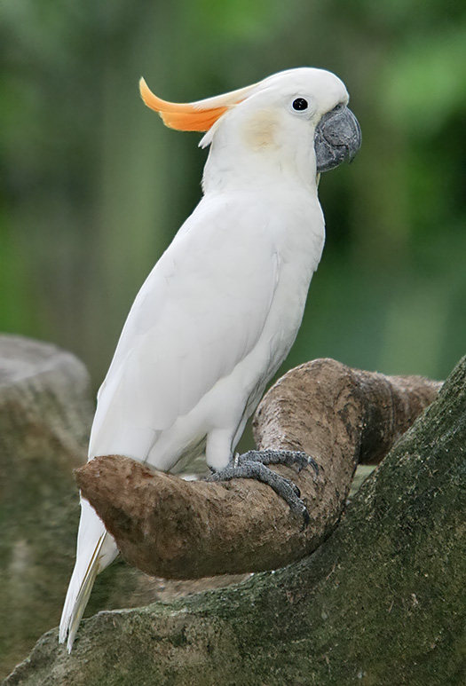citron cockatoo pictures citron cockatoo pictures