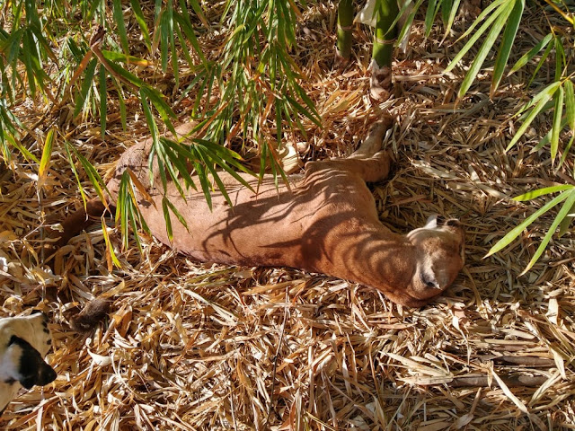Com espécie ameaçada de extinção, onça-parda é encontrada morta com marca de tiro em Rancharia Com espécie ameaçada de extinção, onça-parda é encontrada morta com marca de tiro em Rancharia