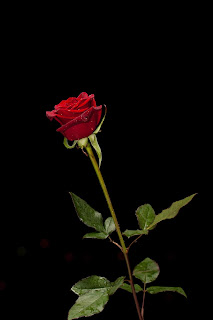 Red Rose, a Sign of True Love
