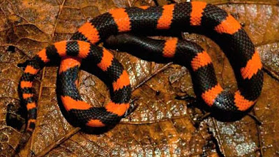 Especie serpiente Geophis lorancai Especie serpiente Geophis lorancai