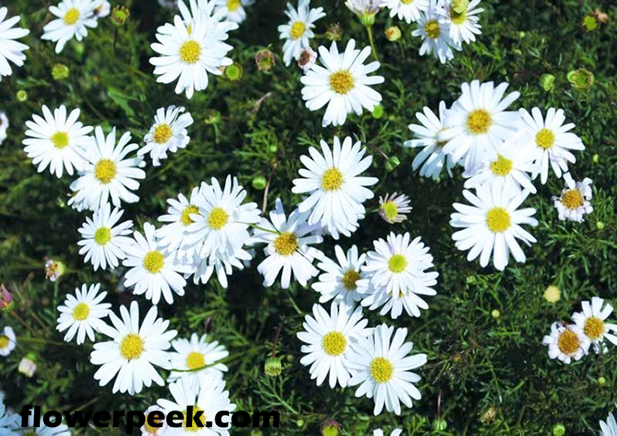 How to grow Swan River Daisy from seed