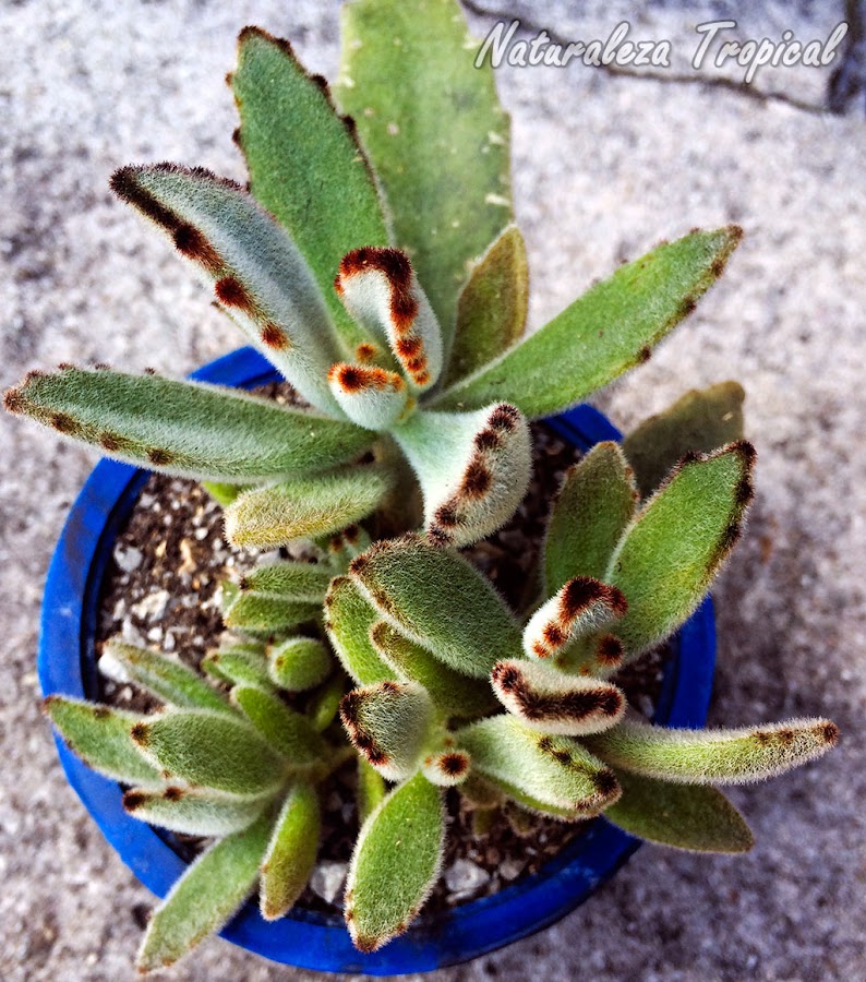 La Planta Panda es muy apreciada por los coleccionistas por sus hojas cubiertas de pelos y manchadas en sus ápices, Kalanchoe tomentosa.