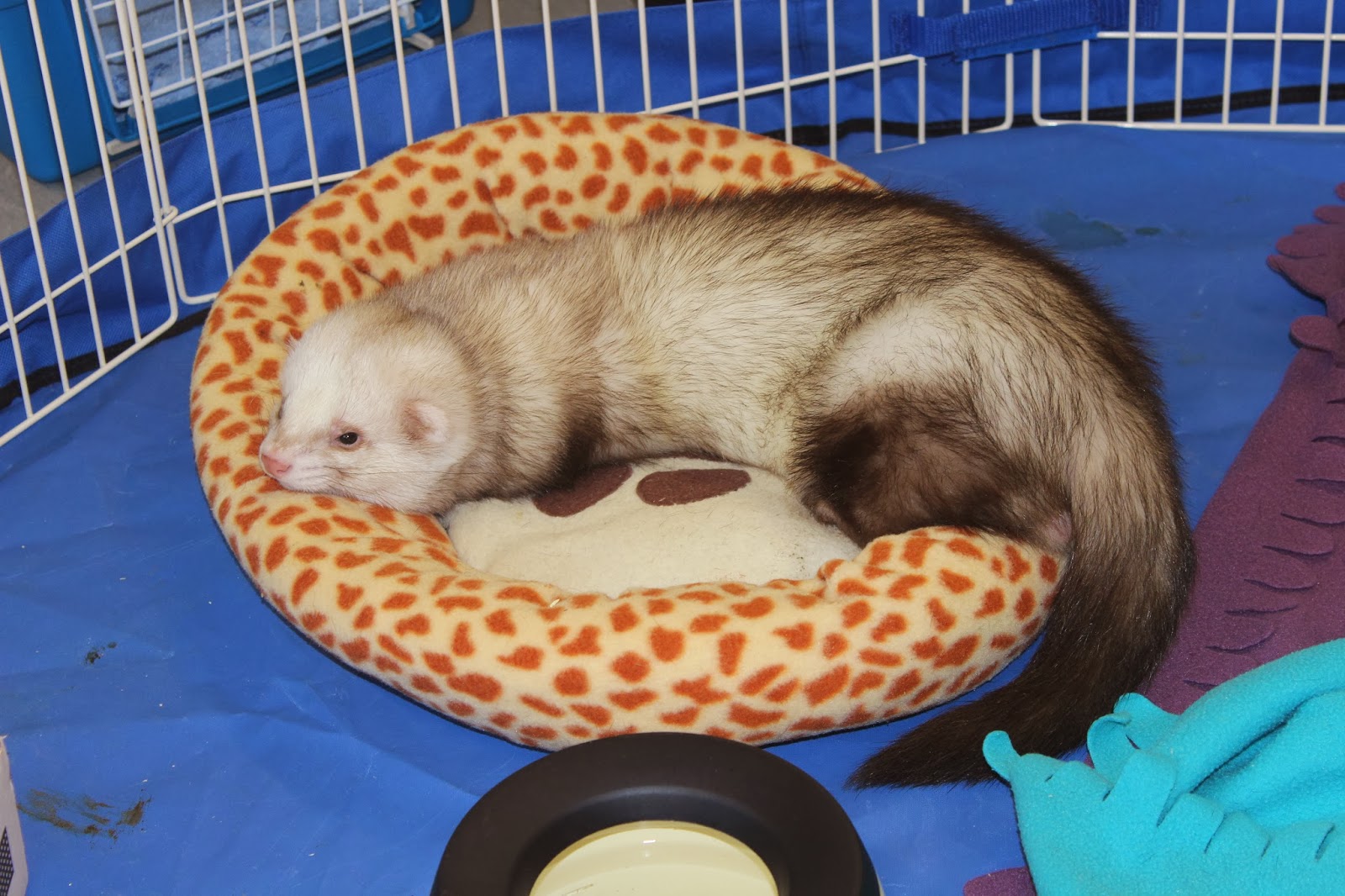 frettinäyttely+ferret+show