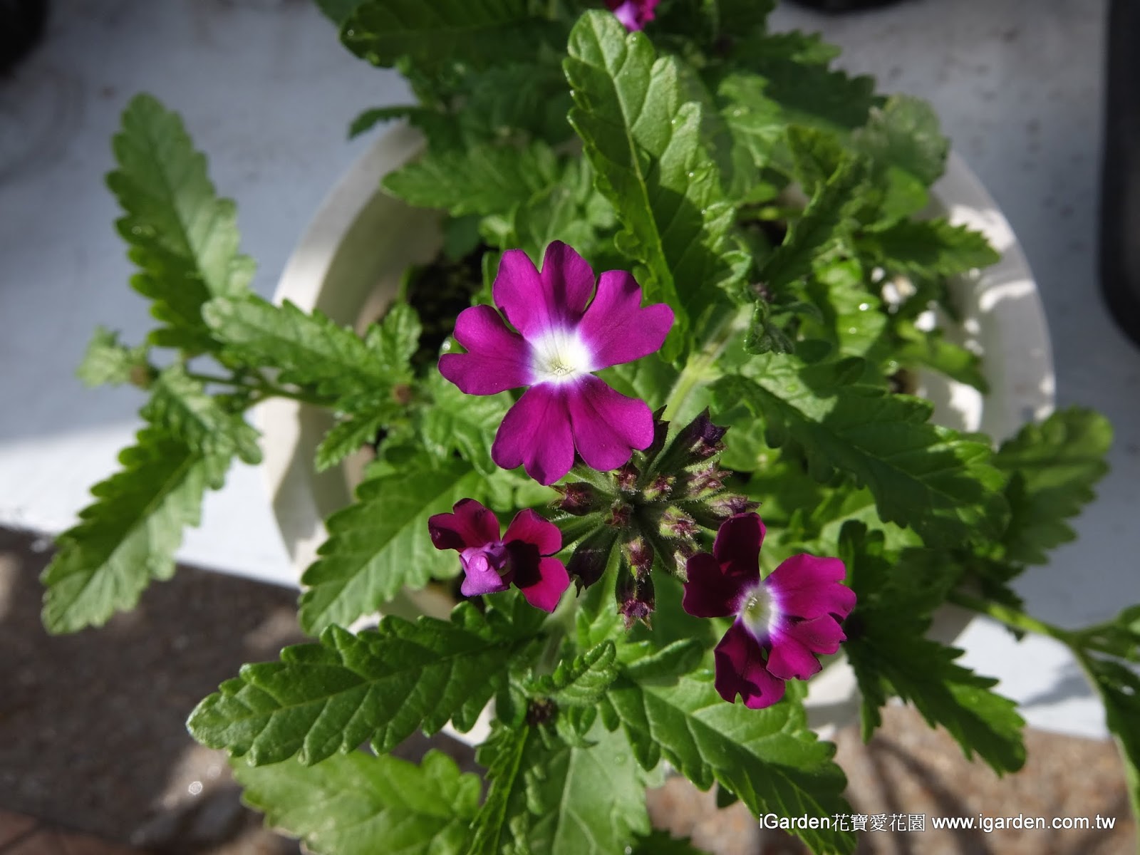 一月的花 18年1月igarden頂樓花園實錄 園藝部落格 Igarden 花寶愛花園園藝文摘plus