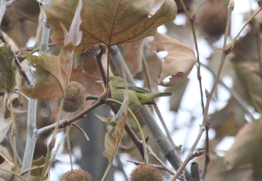 BC Rare Bird Alert Okanagan, Interior and the Kootenays