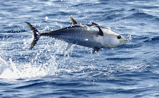 ikan tuna tuna