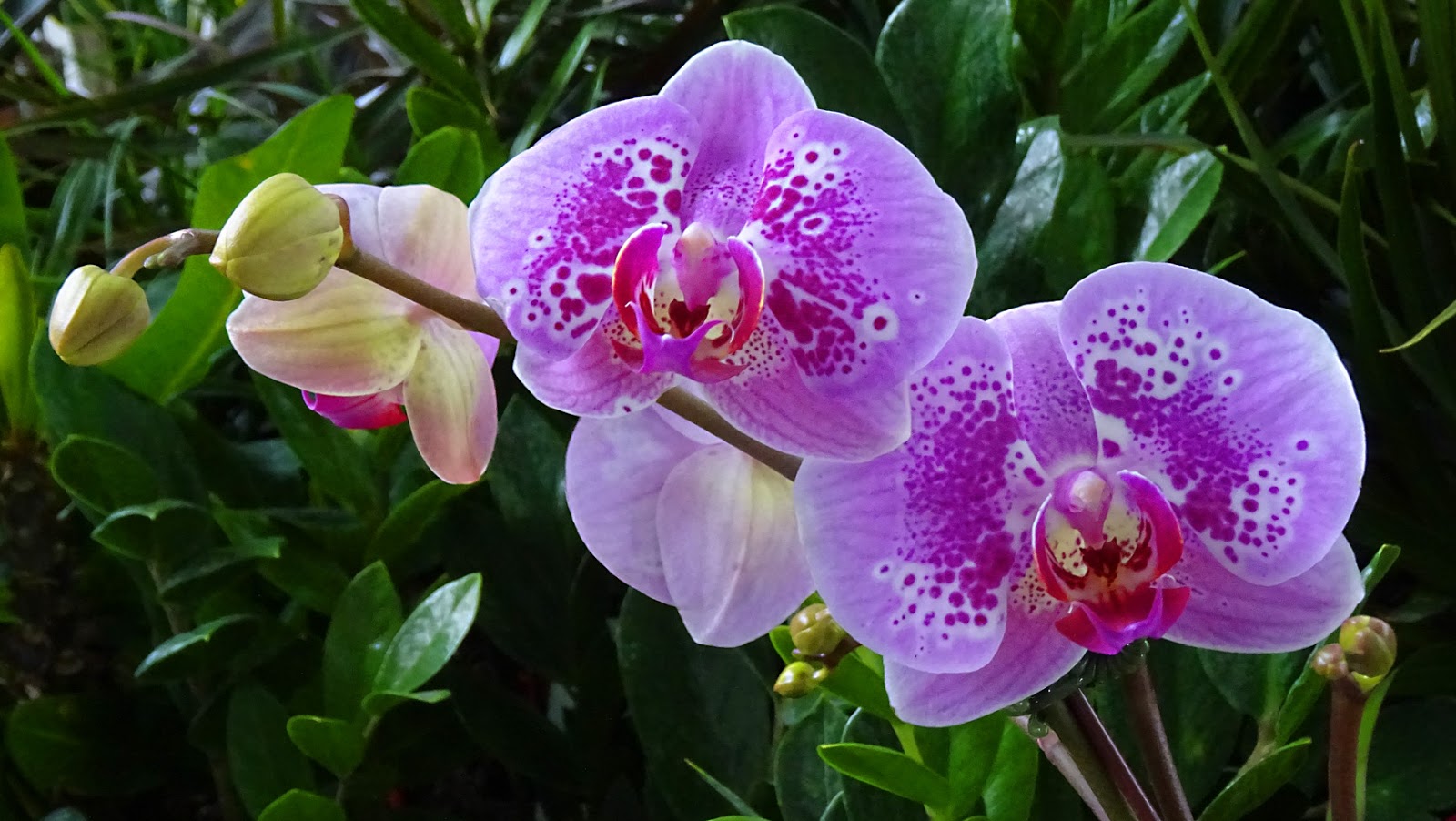 MAP PHALAENOPSIS ORCHIDS