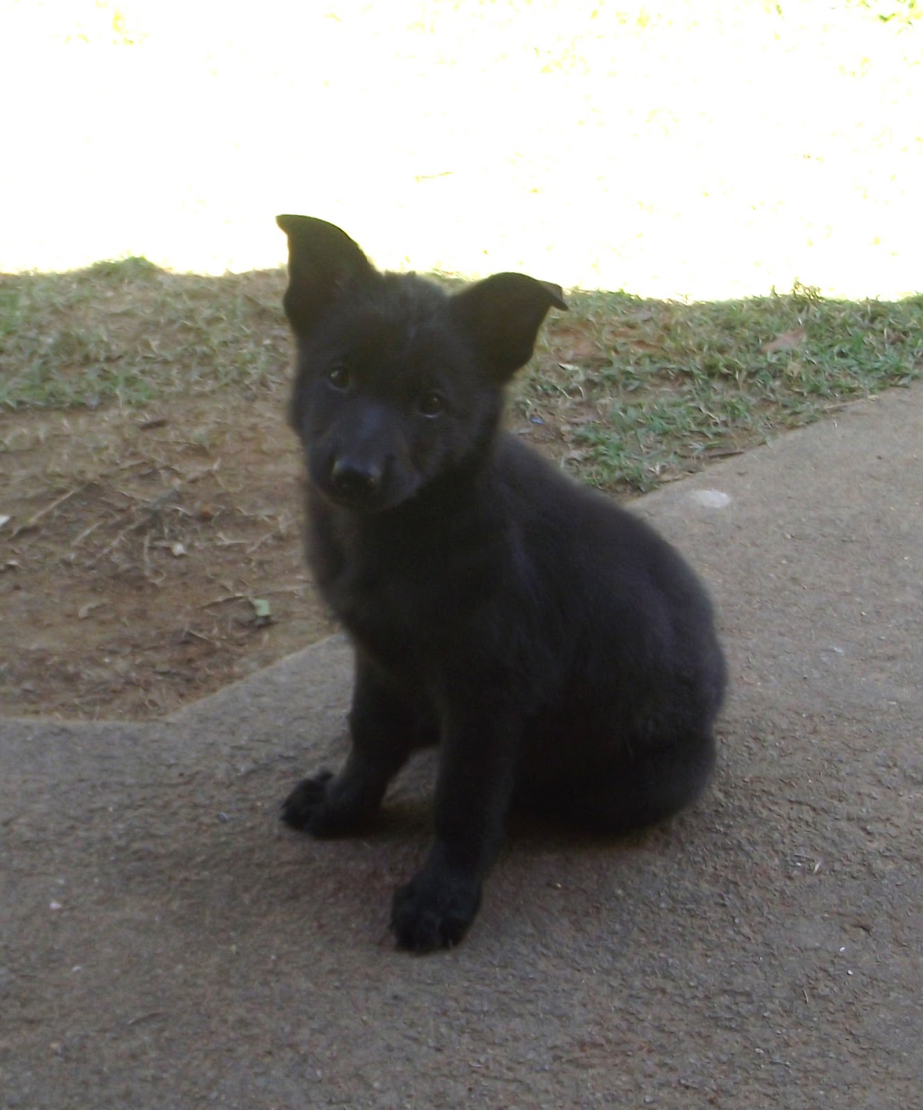Canil do Roberto: Filhote Pastor Alemão preto! Vendida.