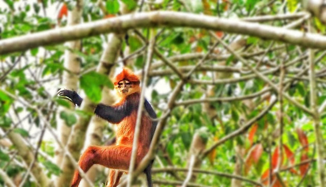 Lutung Sentarum atau Langur Borneo