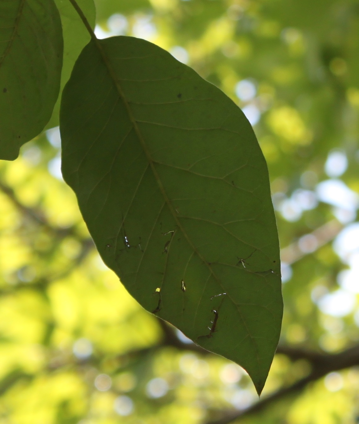 Centenary College Arboretum: Tree of the Week: Water Tupelo (Nyssa ...