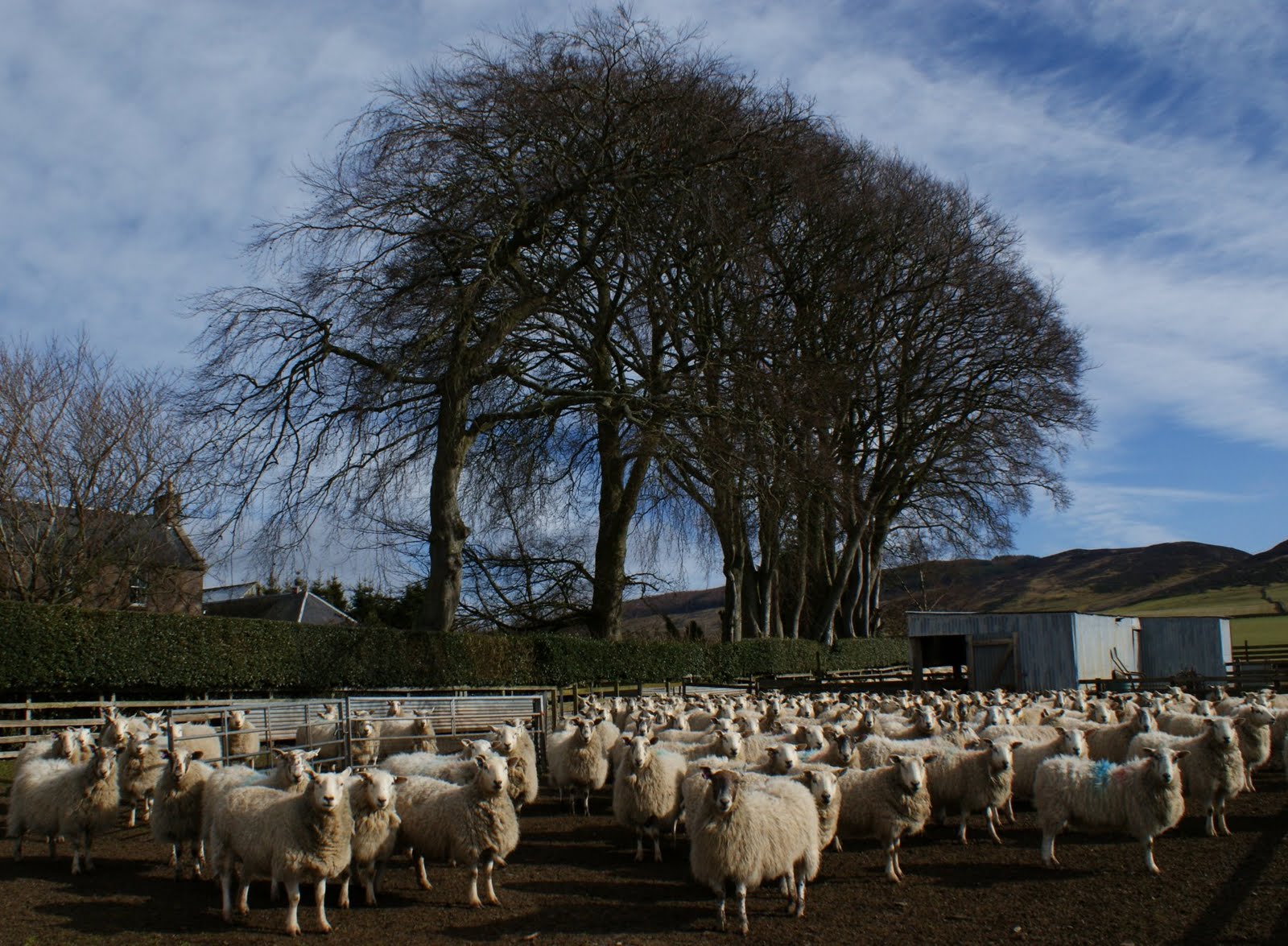 Tour Scotland Tour Scotland Photograph Sheep Perthshire March 9th