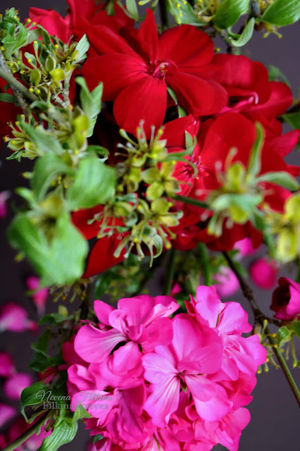 Flowers photography beautiful. Pelargonium flowers. Pink geraniums photo. Balcony Flower. Red flowers photography from FilkinaScarves. Geraniums are my favorite flowers balcony. They are rewarding with plenty of colors, contrasting with the beautiful green leaves and bringing a lot of color and pleasant atmosphere in the minutes when I sit down to have my afternoon coffee in the home terrace. #flowersphotography #flowersphotographybeautiful #pelargoniumflowers #Redflowersphotography #geraniums #pelargonium #balconyflowers #filkinascarves