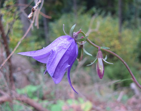 Dzwonek jednostronny, dzwonek rapunkokształtny (Campanula rapunculoides L.).