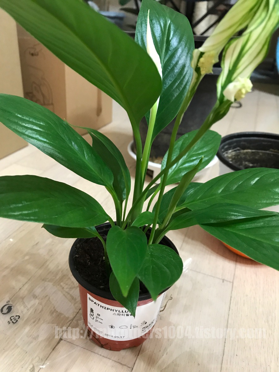 이케아 공기 정화 식물 IKEA Air purification plant