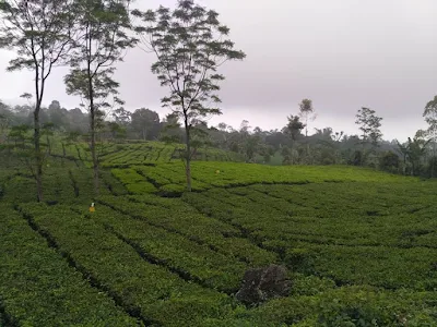 Sadarehe Majalengka, Perkebunan Teh di Kaki Ciremai 