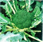 Brokoli, Sang Pencegah Kanker