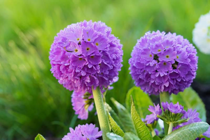7 plantas con flores en forma de pompón - Guia de jardin