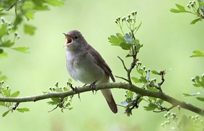 SEKILAS INFO TENTANG BURUNG Nightingale atau Sikatan Londo www.agusmaali.pw