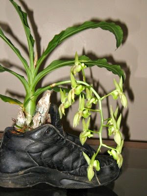 Orquídea plantada no tênis.