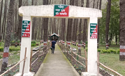 asia tallest tree uprooted uttarakhand in hindi