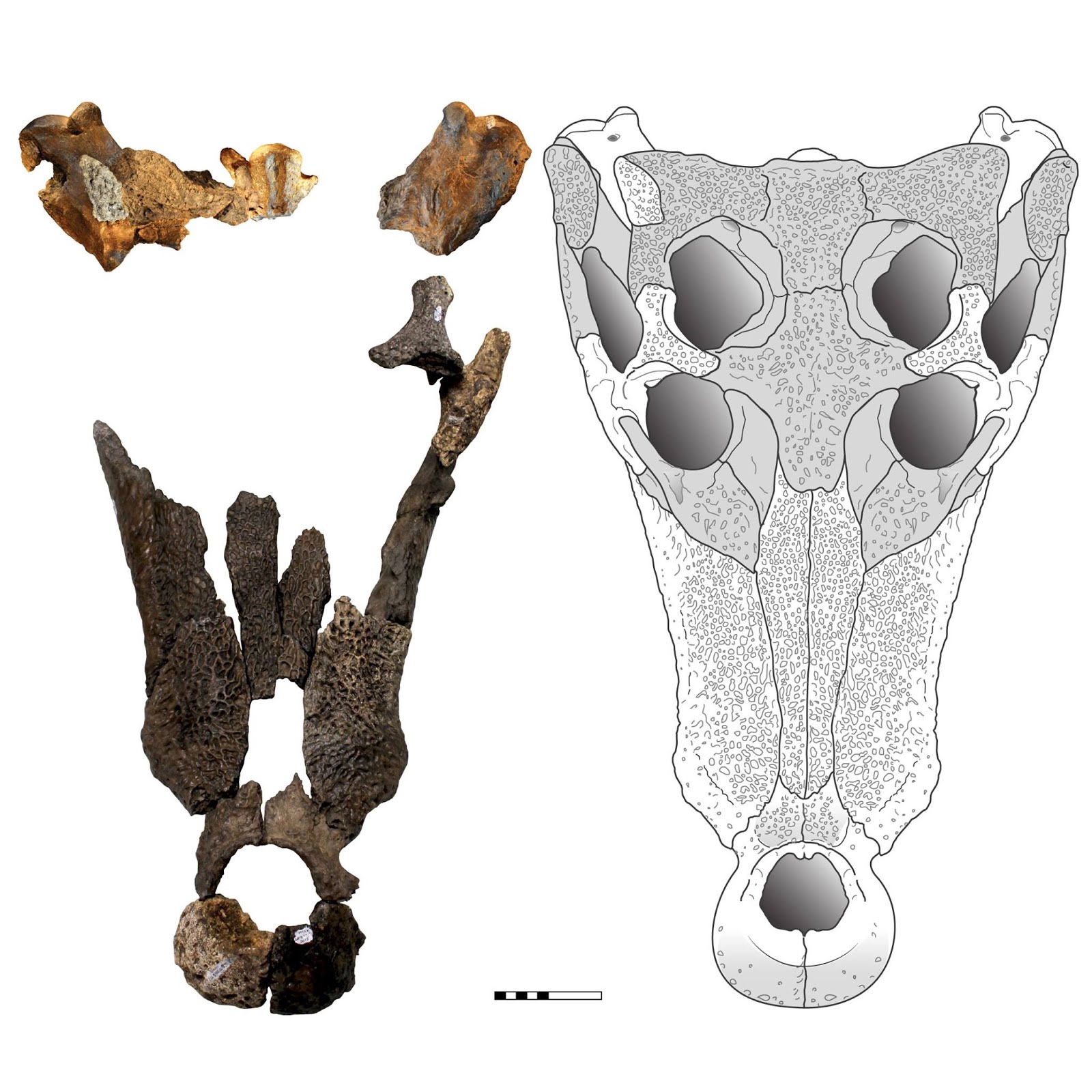 Ancient Crocodile Lacempasuchil: New Discoveries - o6owzr9