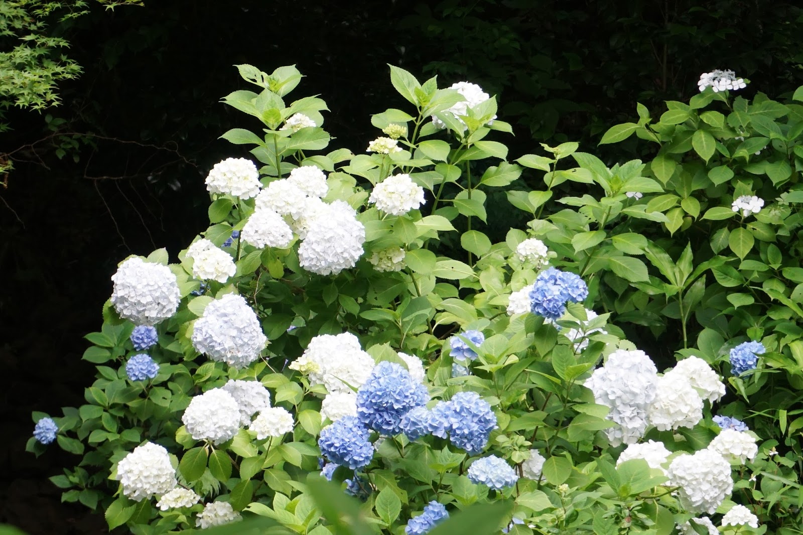 日本旅遊點點滴滴 3 北鎌倉 盛放紫陽花 明月院