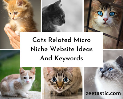 Micro Niche Website Ideas and keywords  Cats Related | ZeeTastic