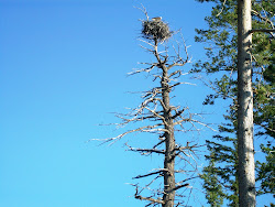 Nesting Eagle in Yellowstone