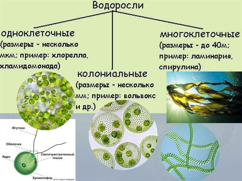Появление одноклеточных водорослей. Одноклеточные колониальные и многоклеточные водоросли. Зеленые водоросли одноклеточные колониальные многоклеточные. Строение многоклеточных зеленых водорослей. Среда обитания зелёных одноклеточных водорослей.