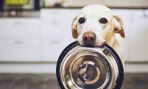 Alimentación correcta para perros